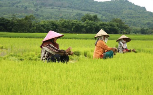 Detail Puisi Nyanyian Petani Di Sawah Nomer 11