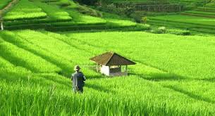 Detail Puisi Nyanyian Petani Di Sawah Nomer 13