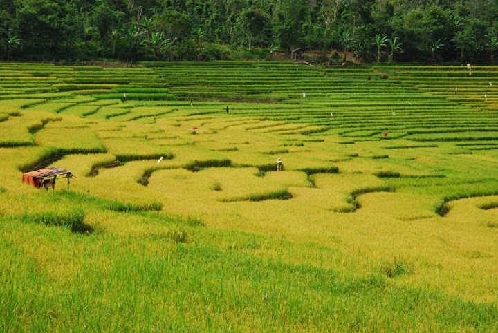 Detail Puisi Nyanyian Petani Di Sawah Nomer 16