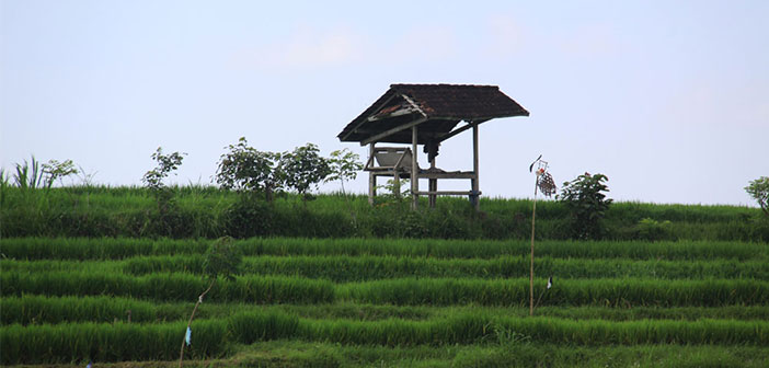 Detail Puisi Nyanyian Petani Di Sawah Nomer 17