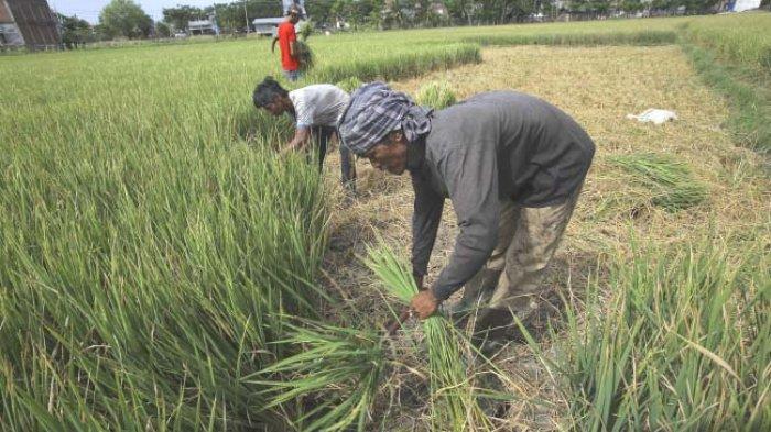 Detail Puisi Nyanyian Petani Di Sawah Nomer 3