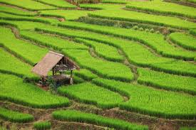 Detail Puisi Nyanyian Petani Di Sawah Nomer 18