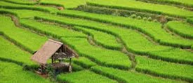 Detail Puisi Nyanyian Petani Di Sawah Nomer 19