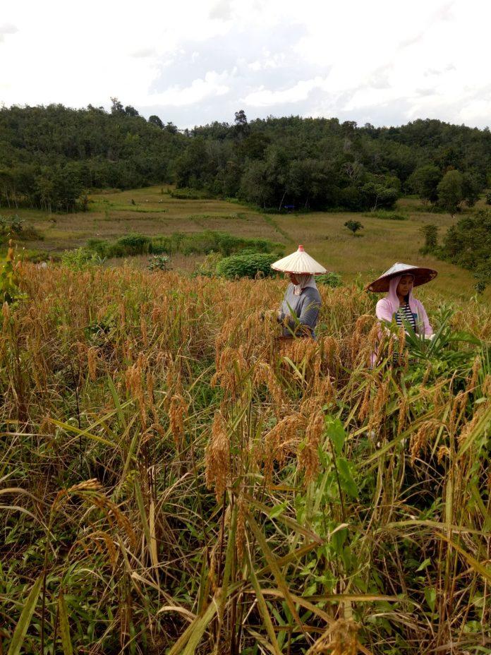 Detail Puisi Nyanyian Petani Di Sawah Nomer 4