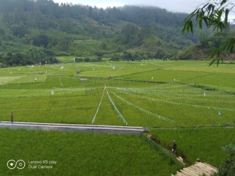 Detail Puisi Nyanyian Petani Di Sawah Nomer 5