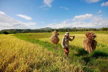 Detail Puisi Nyanyian Petani Di Sawah Nomer 46