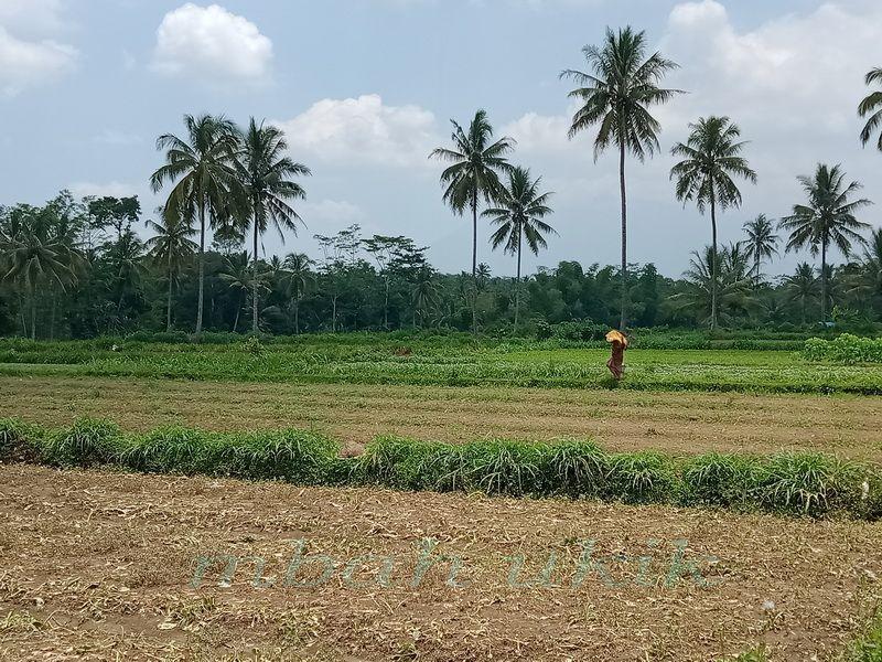 Detail Puisi Nyanyian Petani Di Sawah Nomer 6