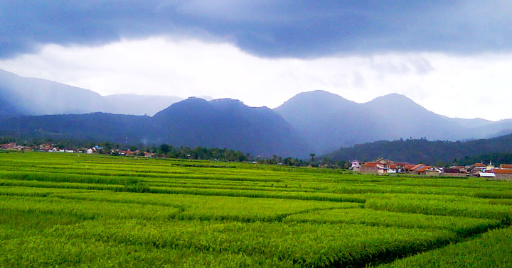 Detail Puisi Pemandangan Sawah Nomer 36