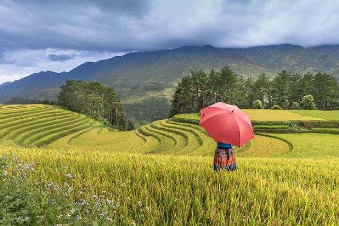 Detail Puisi Pemandangan Sawah Nomer 38