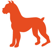 Detail Chinesischer Roter Hund Nomer 20