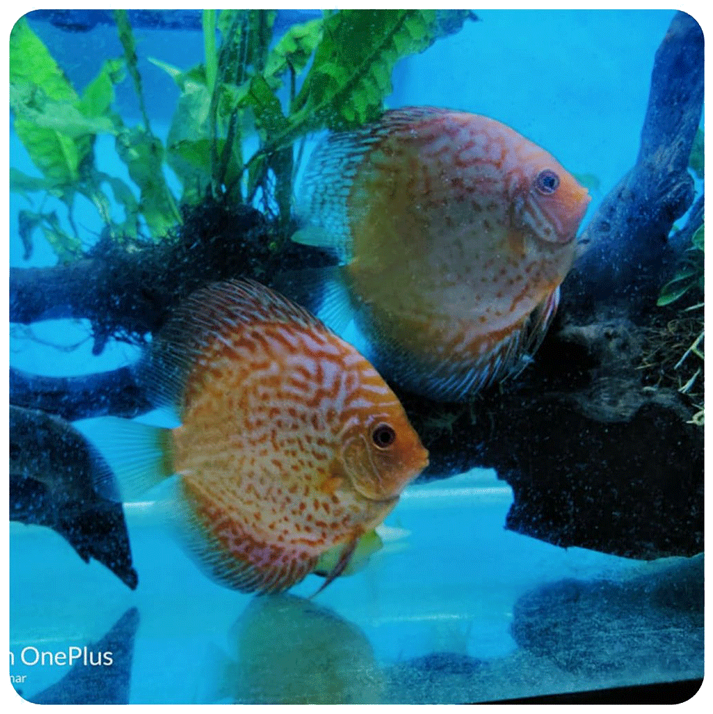 Detail Discus Berpasir Nomer 21