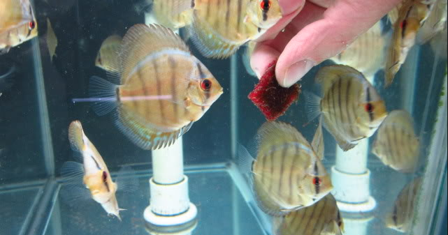 Detail Discus Berpasir Nomer 24