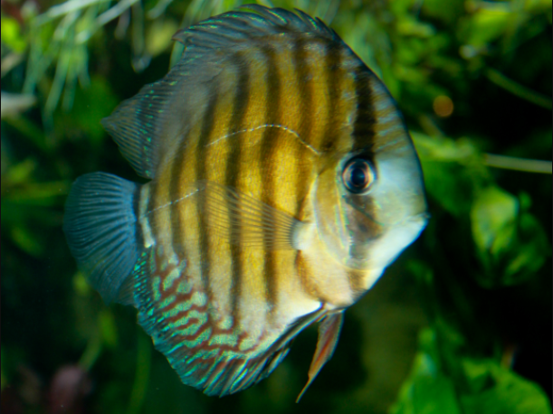 Detail Discus Berpasir Nomer 41
