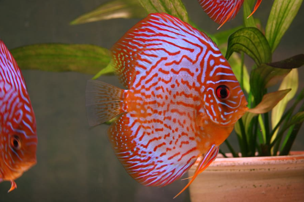 Detail Discus Berpasir Nomer 43