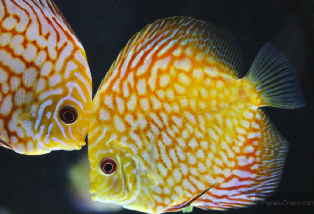 Detail Discus Kuning Nomer 32