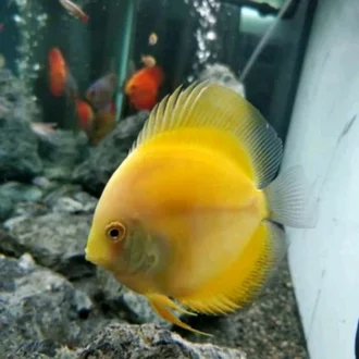 Detail Discus Kuning Nomer 41