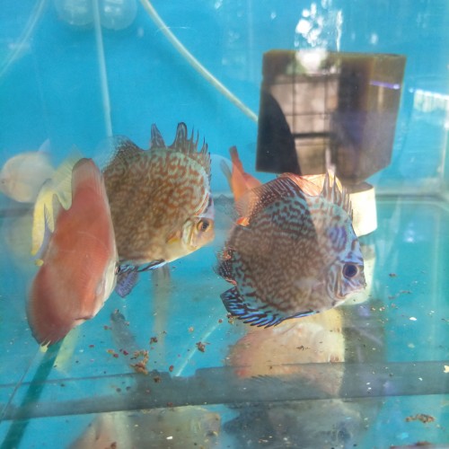 Detail Discus Murah Nomer 38