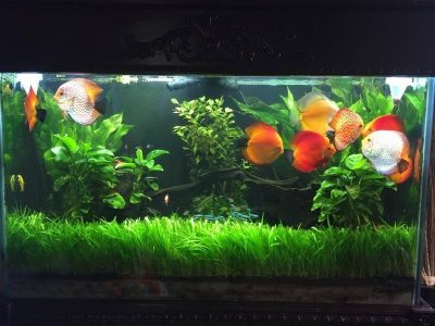 Detail Discus Tank Aquascape Discus Nomer 13