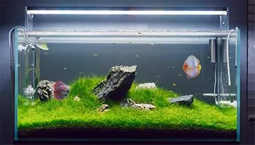 Detail Discus Tank Aquascape Discus Nomer 18