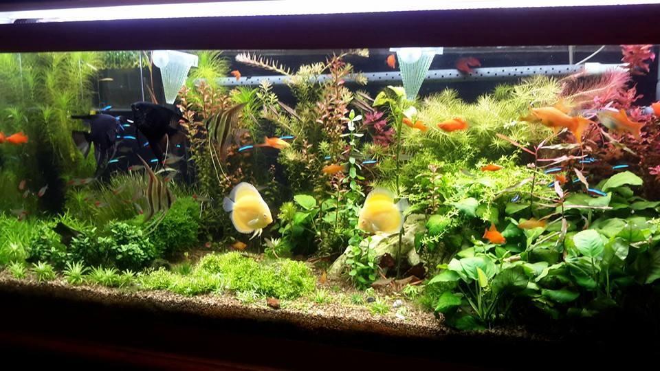 Detail Discus Tank Aquascape Discus Nomer 19