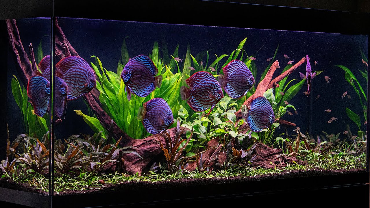 Detail Discus Tank Aquascape Discus Nomer 4