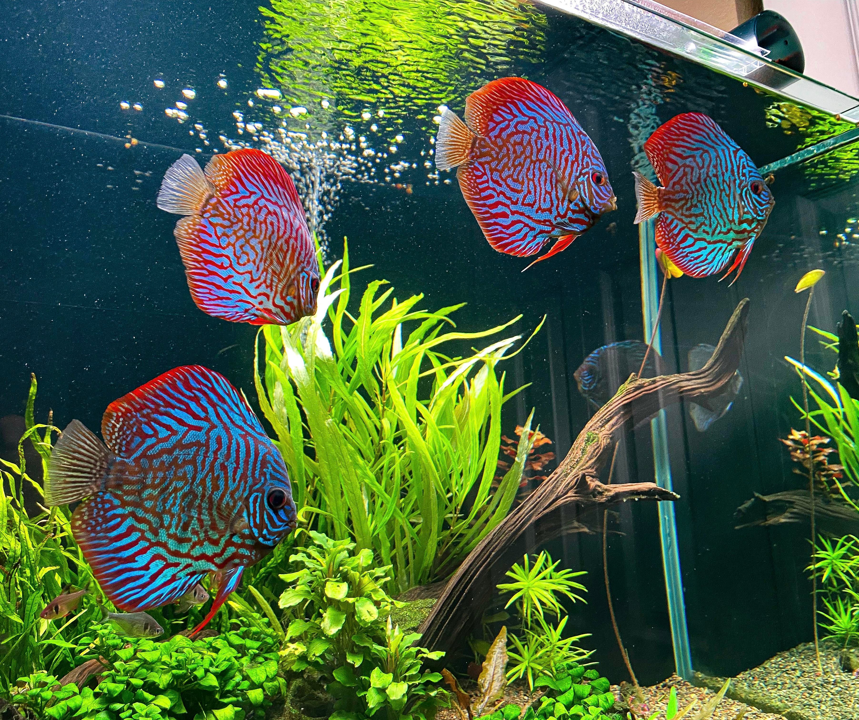 Detail Discus Tank Aquascape Discus Nomer 30