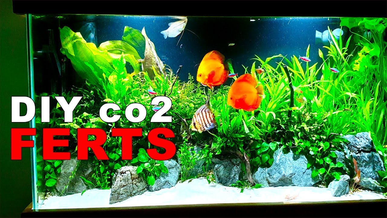 Detail Discus Tank Aquascape Discus Nomer 6