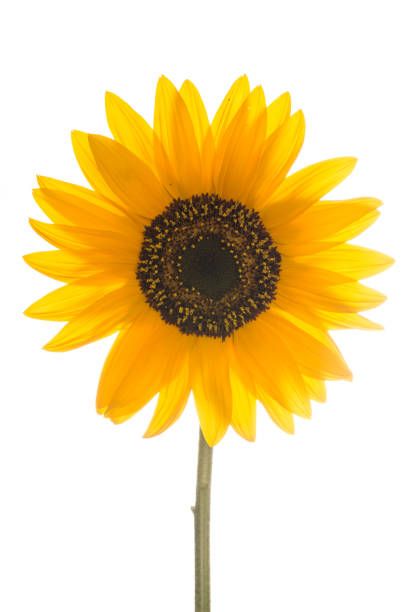 Hintergrundbilder Sonnenblumen - KibrisPDR