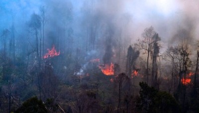 Detail Puisi Tentang Asap Kebakaran Hutan Nomer 14