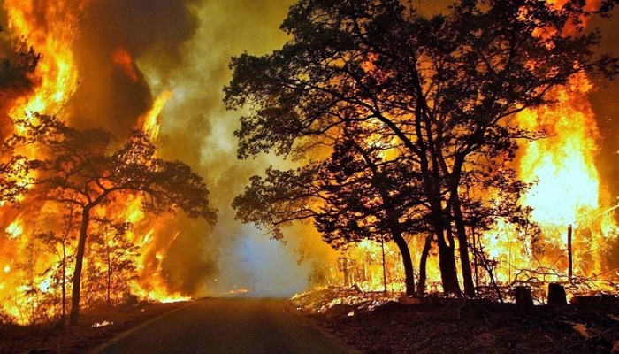 Detail Puisi Tentang Asap Kebakaran Hutan Nomer 15