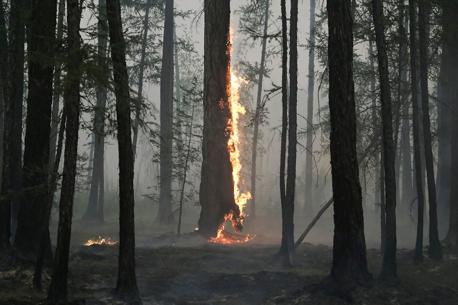 Detail Puisi Tentang Asap Kebakaran Hutan Nomer 38