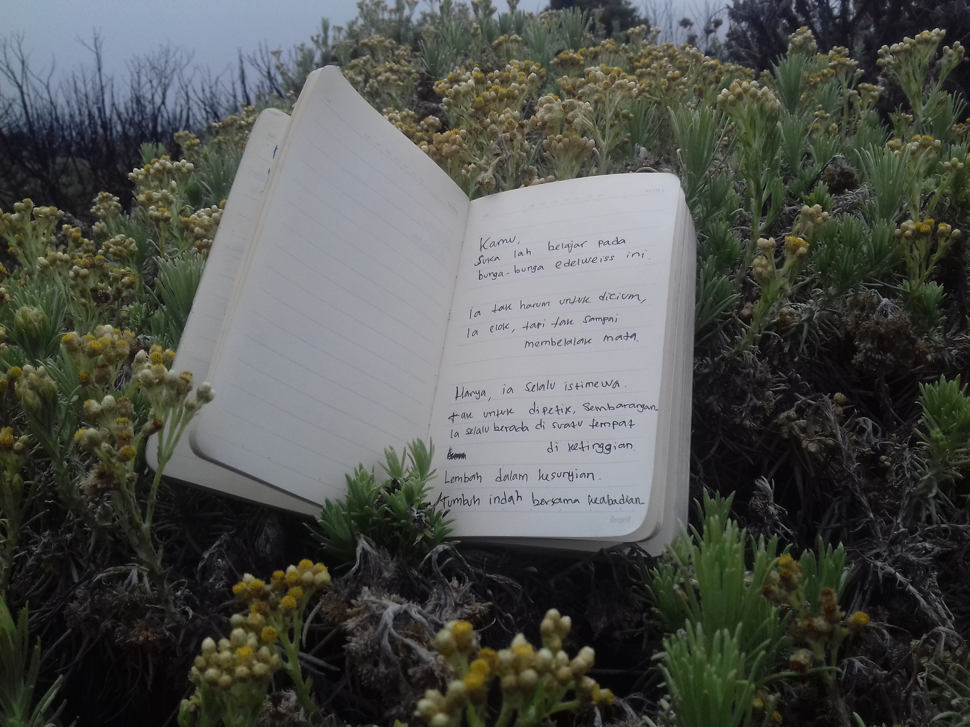 Detail Puisi Tentang Bunga Edelweis Nomer 2
