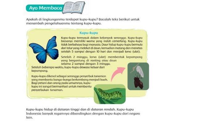 Detail Puisi Tentang Hewan Kupu Kupu Nomer 31