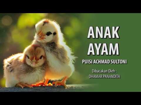 Detail Puisi Tentang Hewan Peliharaan Ayam Nomer 4