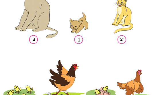 Detail Puisi Tentang Hewan Peliharaan Ayam Nomer 29