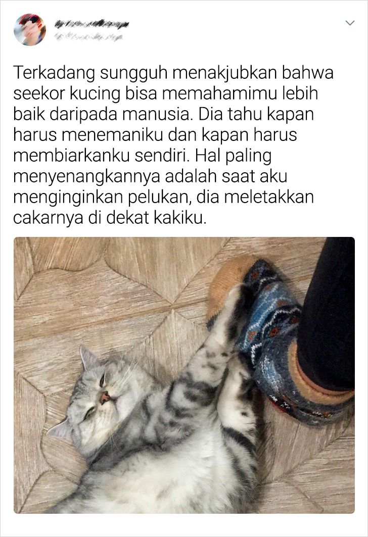 Detail Puisi Tentang Hewan Peliharaan Kucing Nomer 52