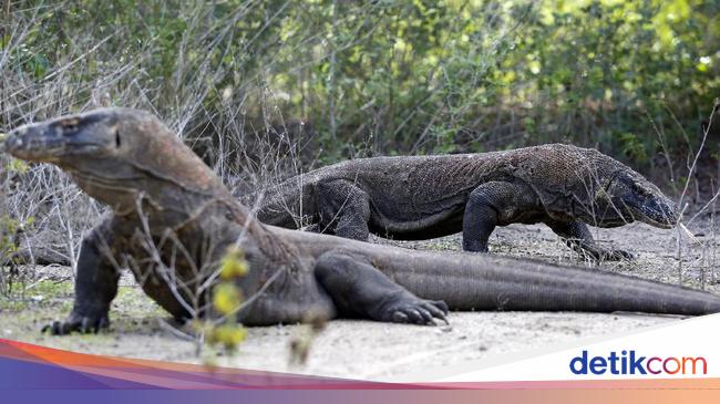 Detail Puisi Tentang Komodo Nomer 48