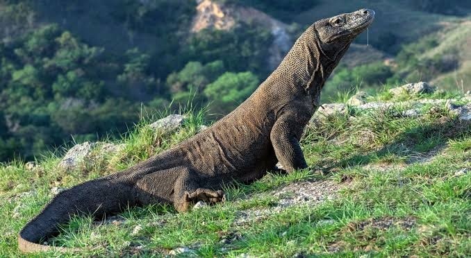 Detail Puisi Tentang Komodo Pendek Nomer 4