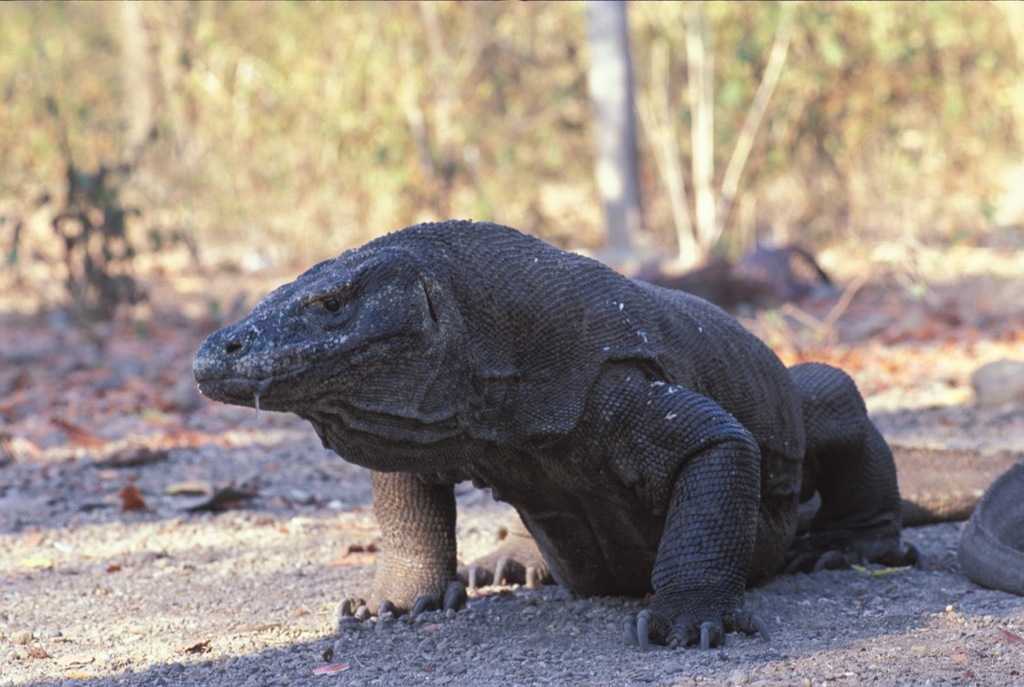 Detail Puisi Tentang Komodo Pendek Nomer 45