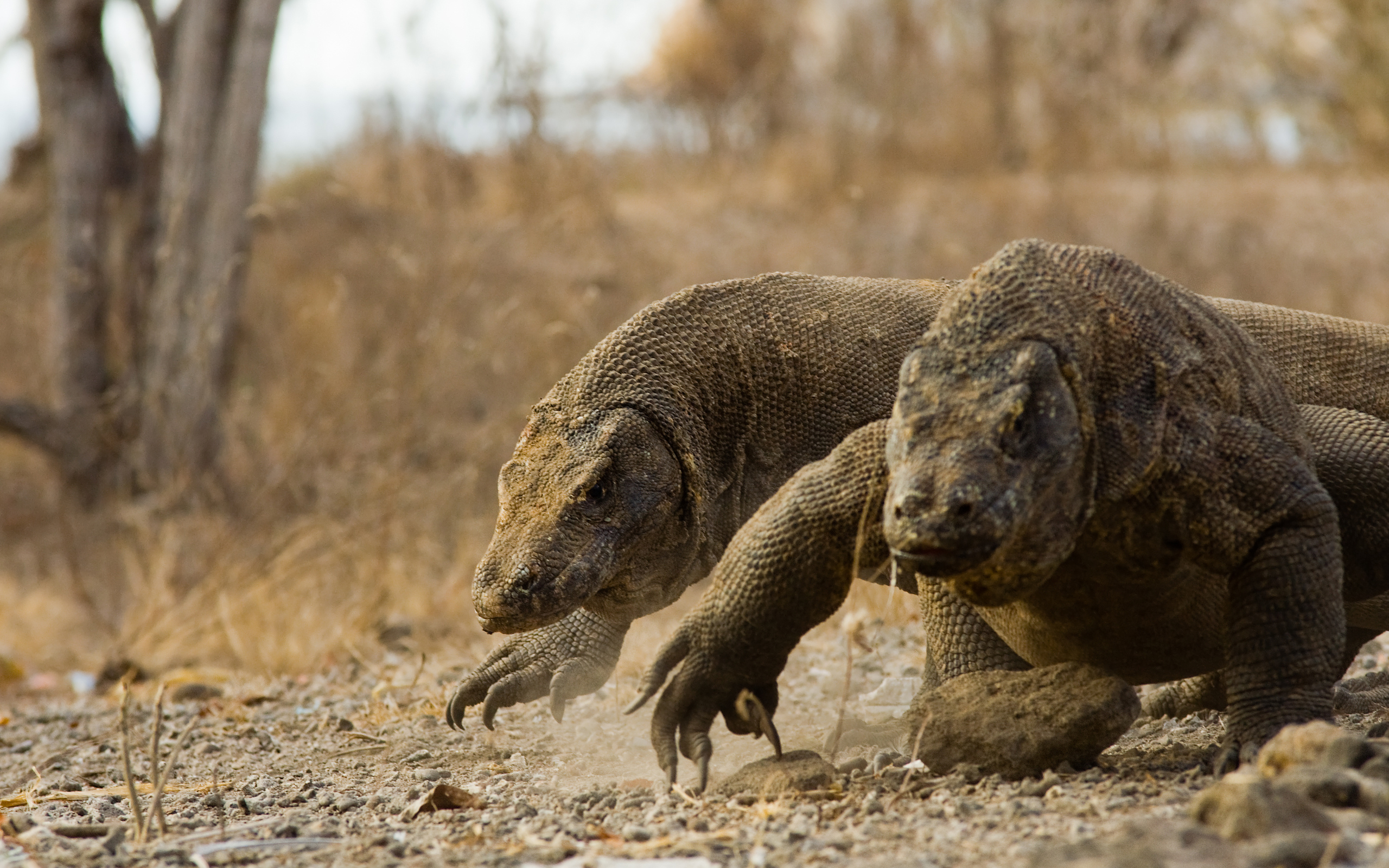 Detail Puisi Tentang Komodo Singkat Nomer 21