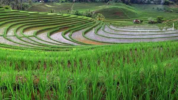 Detail Puisi Tentang Lingkungan Yang Hijau Dan Sejuk Nomer 36