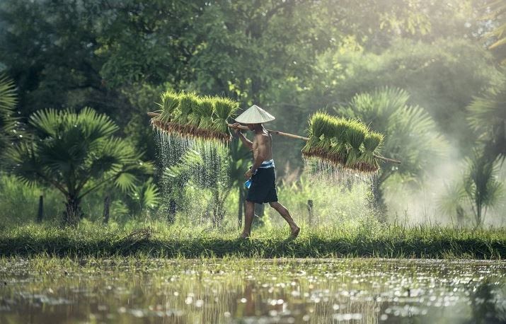 Detail Puisi Tentang Petani Nomer 45