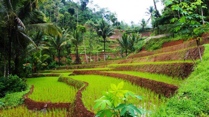 Detail Puisi Tentang Tanah Pertanian Nomer 35