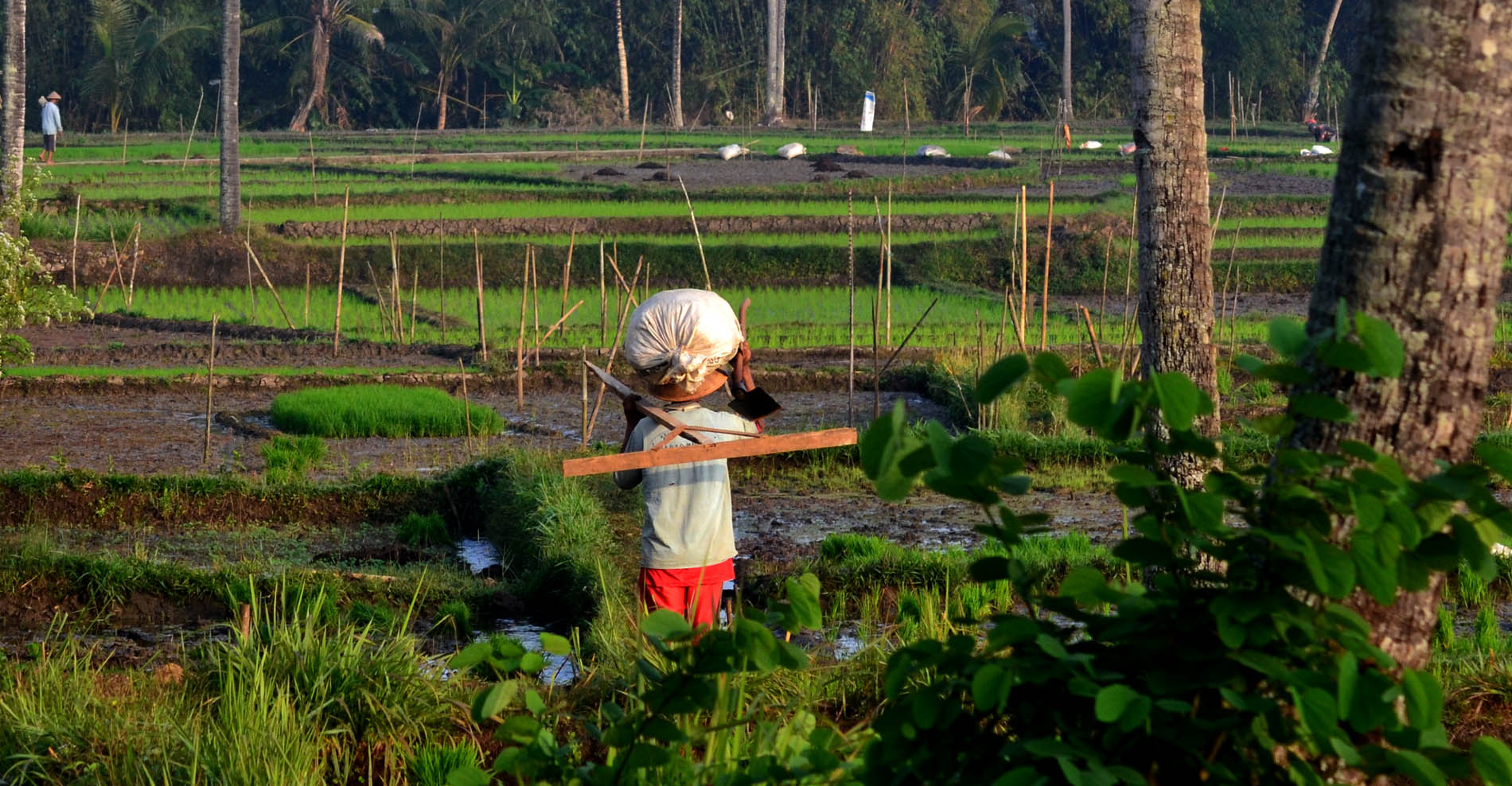 Detail Puisi Tentang Tanah Pertanian Nomer 46