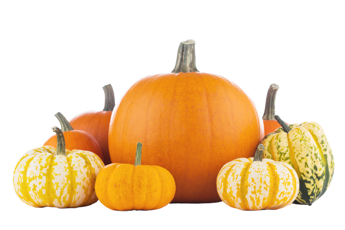 Detail Pumpkin Background Png Nomer 33