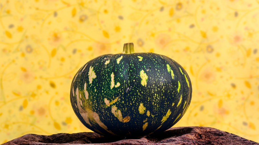 Detail Pumpkin Download Nomer 20