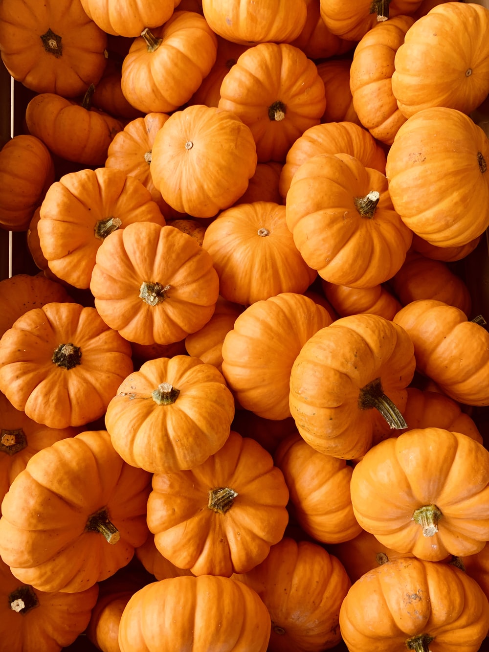 Detail Pumpkin Download Nomer 6