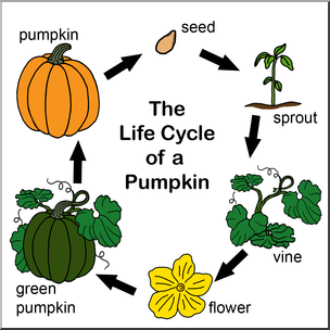 Pumpkin Life Cycle Clipart - KibrisPDR