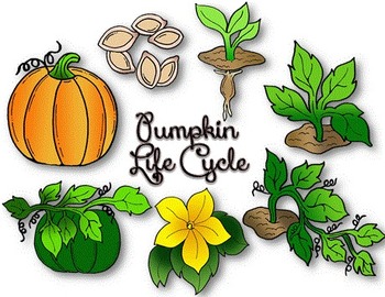 Detail Pumpkin Life Cycle Clipart Nomer 2