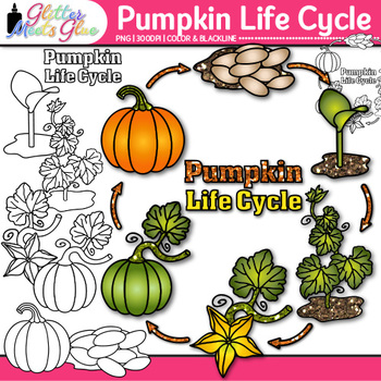 Detail Pumpkin Life Cycle Clipart Nomer 13